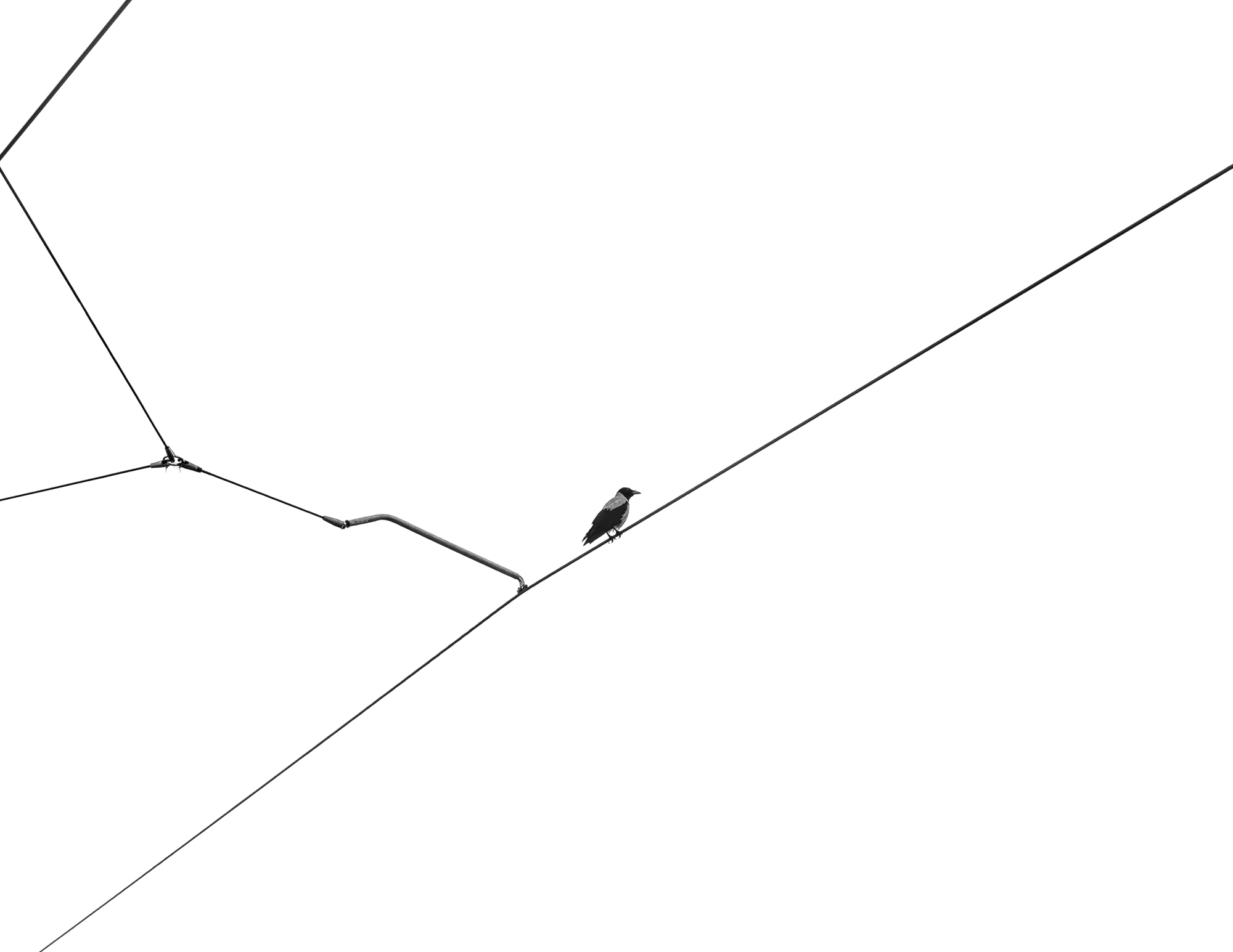 Wires of Solitude (2026) 