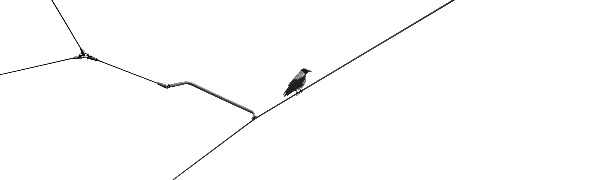 Why Did I Photograph the Crow?